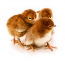 Rhode Island Red