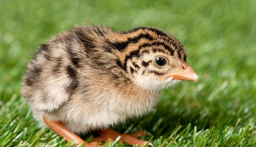 French Pearl Guinea (Straight run)