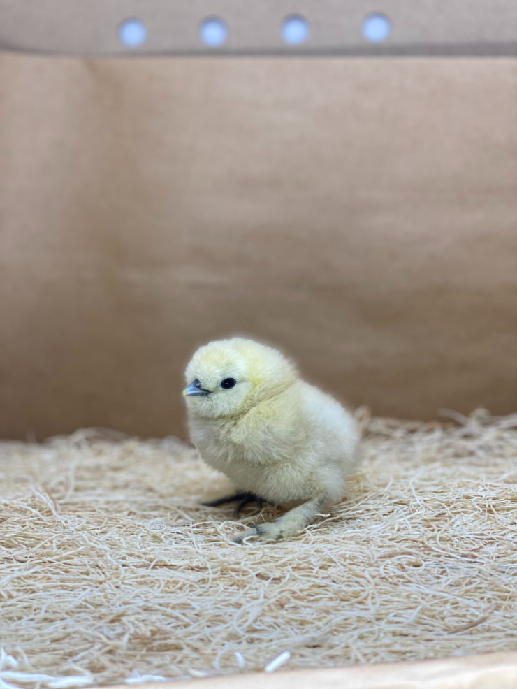 White Silkie Bantam (straight run)