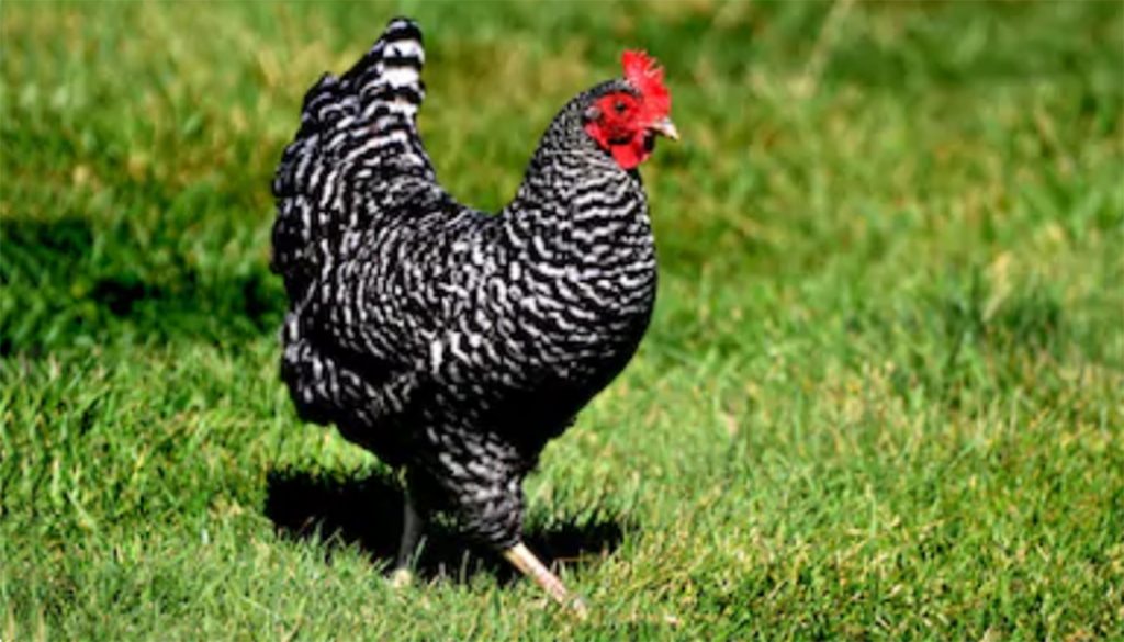 Barred Rock