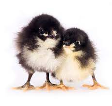 Black Australorp