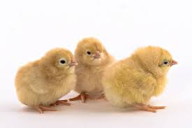Buff Orpington