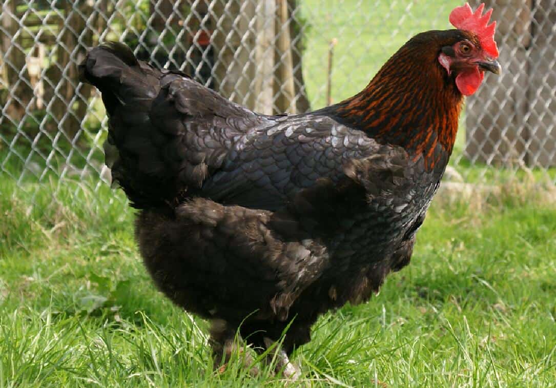 Mystic Maran