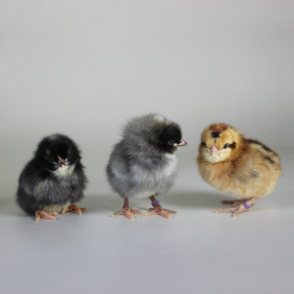 Olive Egger
