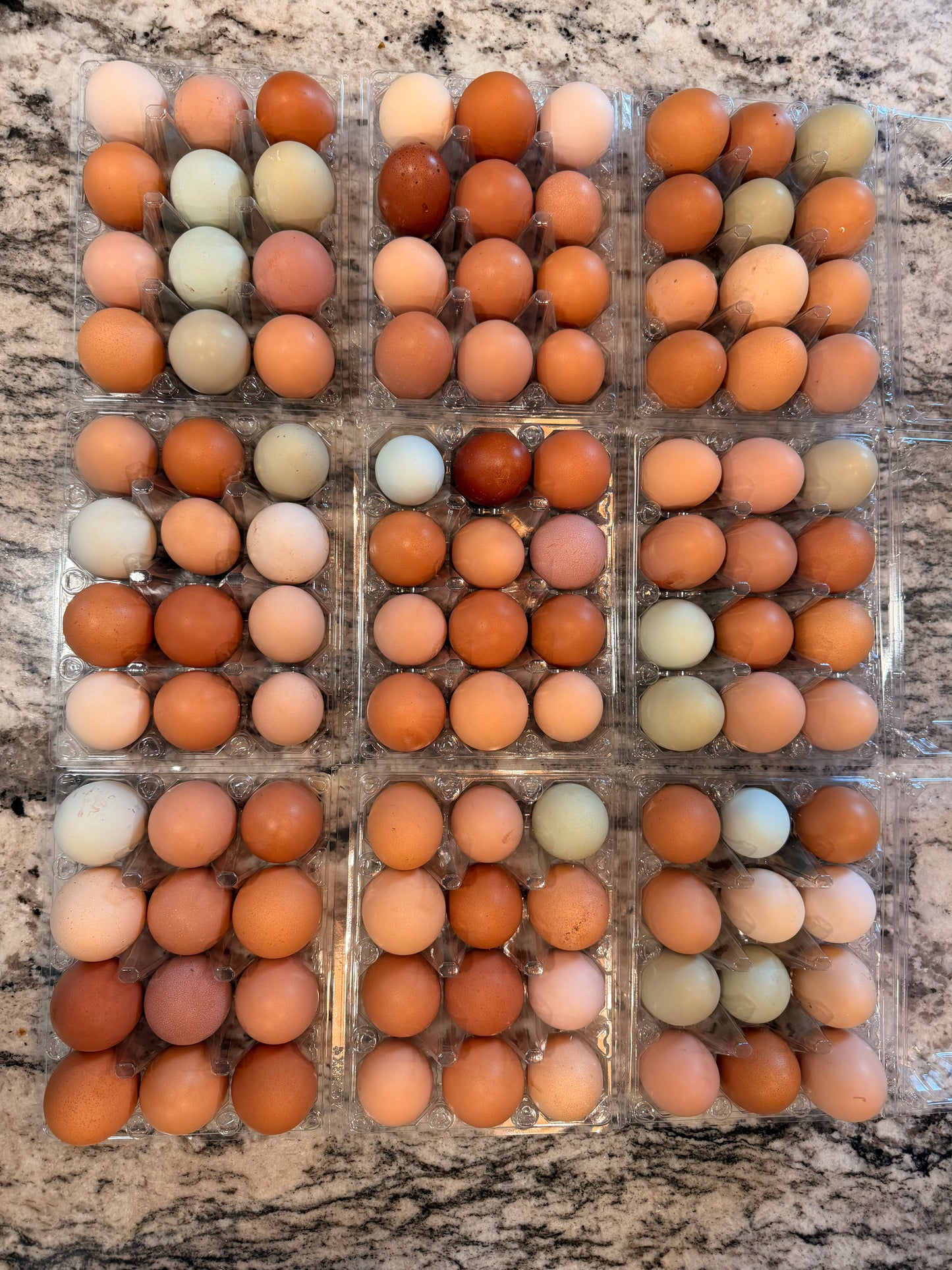 Eggs By The Dozen