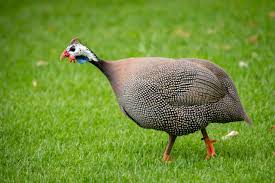 French Pearl Guinea (Straight run)