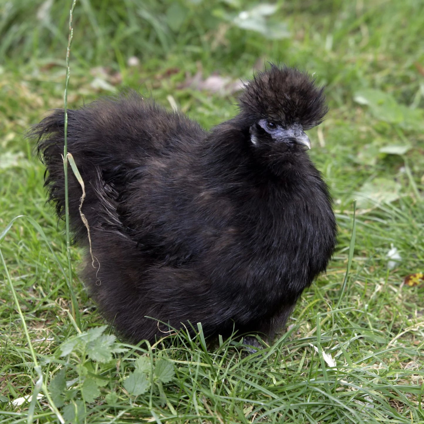 Black Silkie Bantam (straight run)