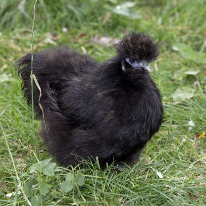 Black Silkie Bantam (straight run)