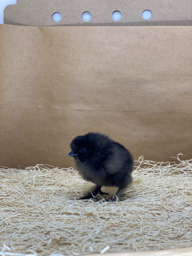 Black Silkie Bantam (straight run)