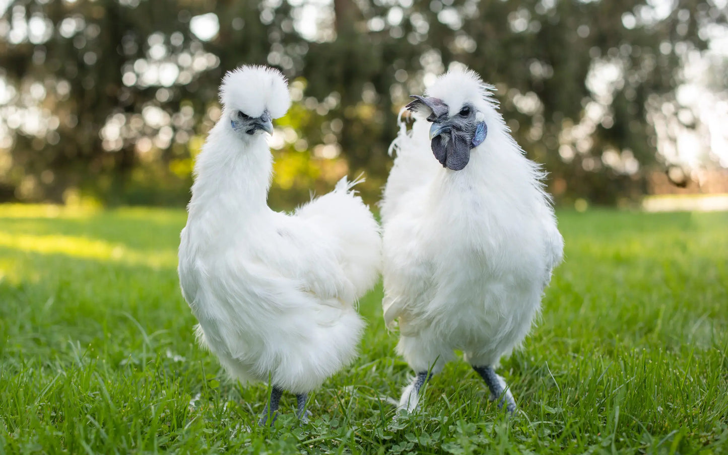 White Silkie Bantam (straight run)
