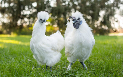 White Silkie Bantam (straight run)
