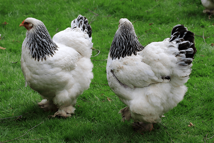 Light Brahma Chicken · eFowl