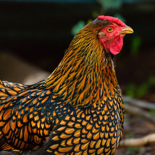 Gold Laced Wyandotte